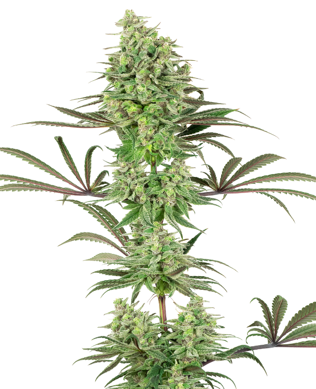 Double Banana Kush White Label