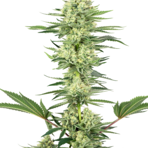 White Gorilla Haze White Label