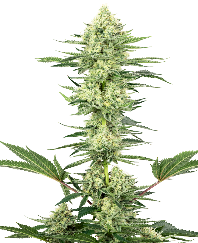 White Gorilla Haze White Label