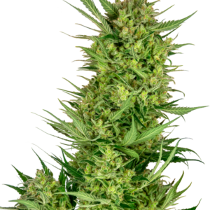 Buttercream Gelato Sensi Seeds Research