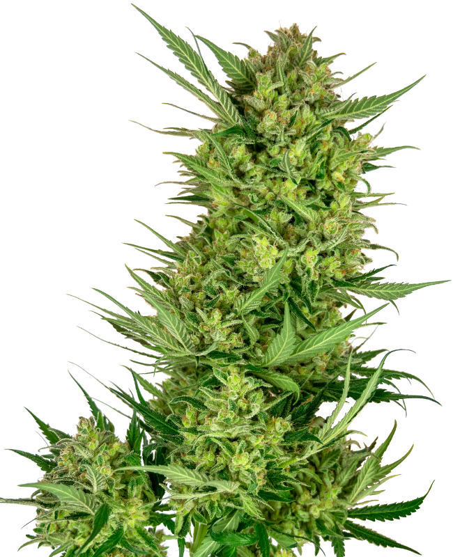 Buttercream Gelato 10 St. Sensi Seeds Research