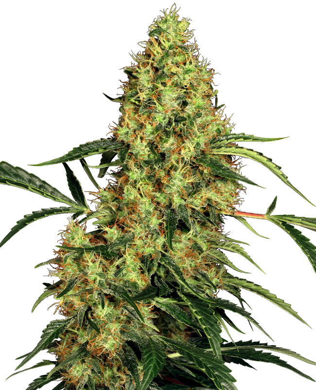 Mexican Sativa Sensi Seeds