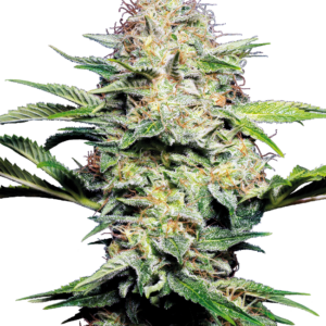 Sensi Skunk Auto Sensi Seeds
