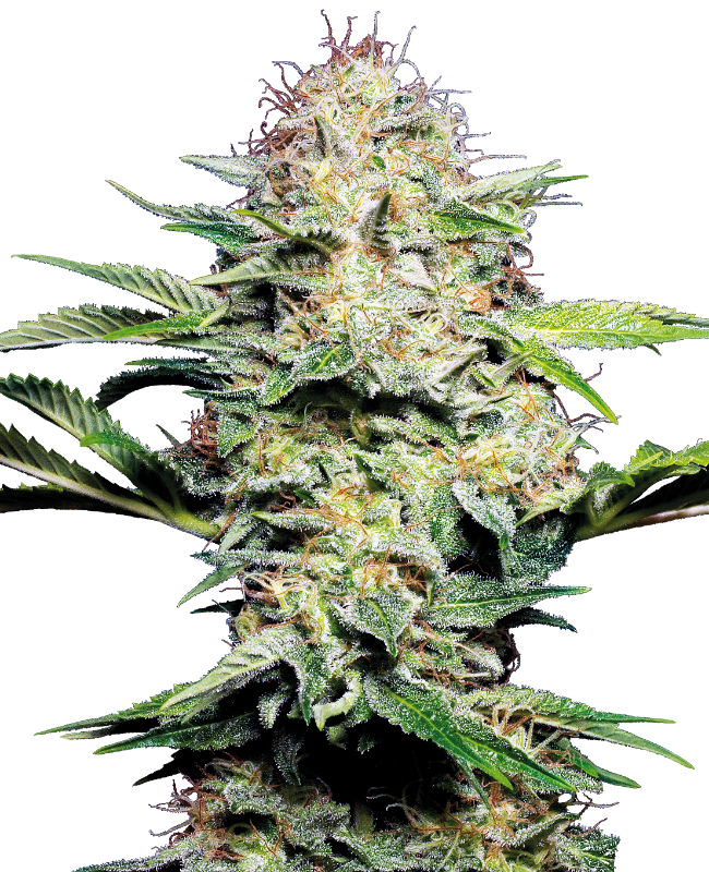 Sensi Skunk Auto Sensi Seeds
