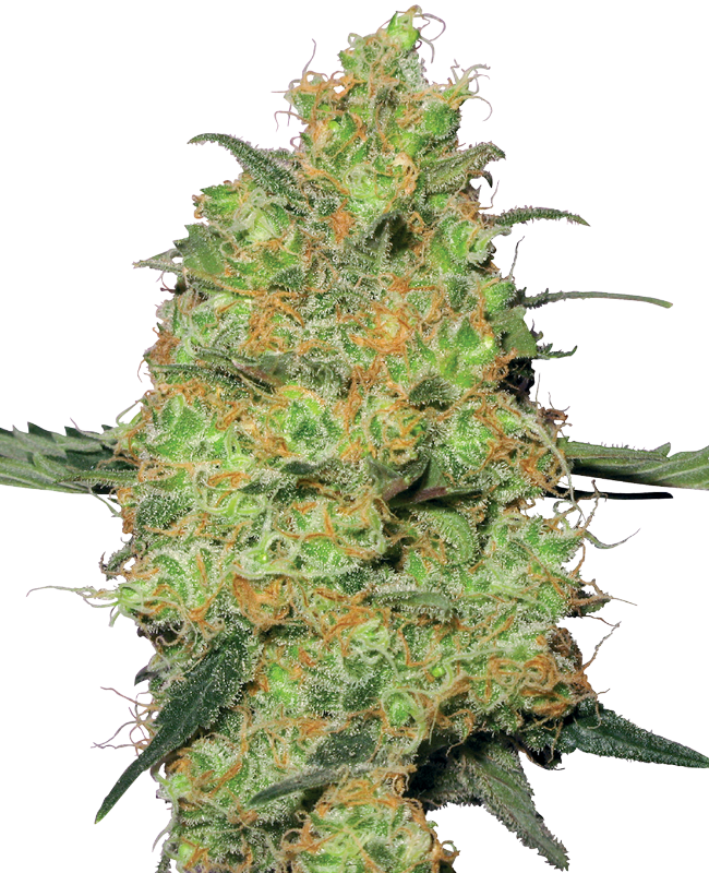 Master Kush White Label