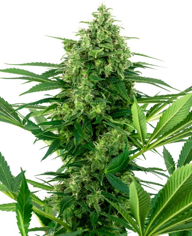 Banana Frosting Sensi Seeds Research