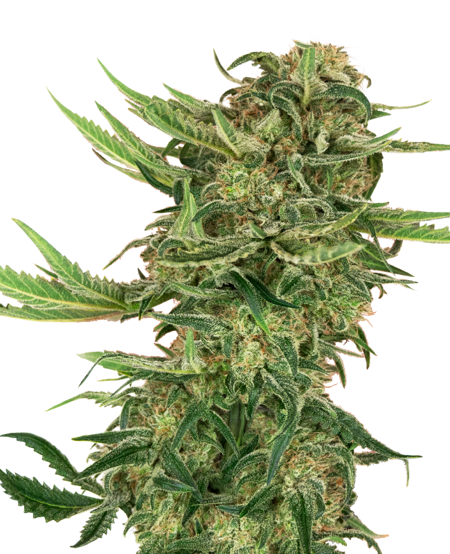 N13 Kush Sensi Seeds Research