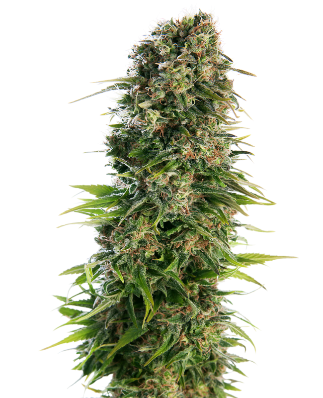Hindu Kush Auto Sensi Seeds