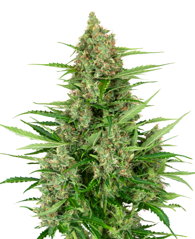 Double Kush Cake Auto Sensi Seeds Research