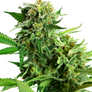 Blackberry Cake Sensi Seeds Research