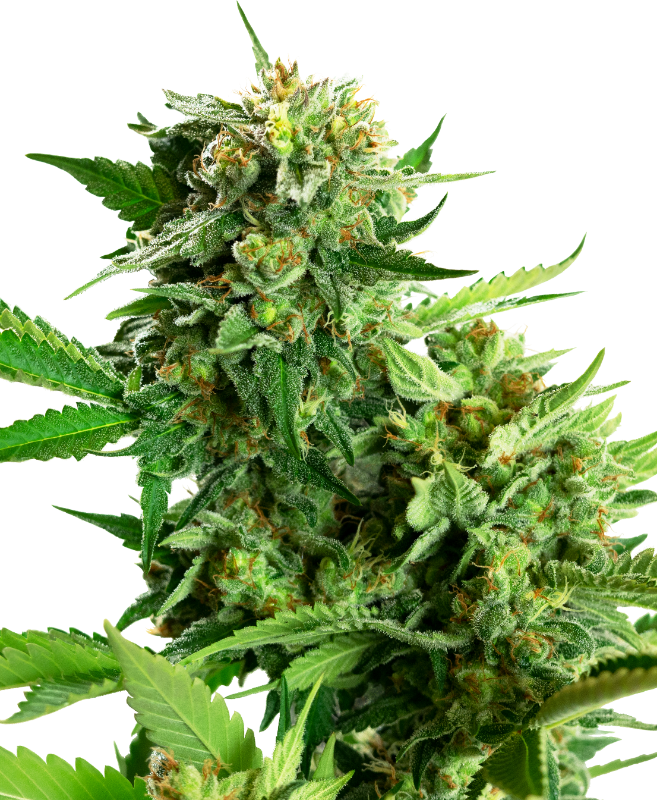 Blackberry Cake Sensi Seeds Research