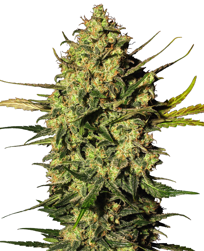 Master Kush Auto White Label