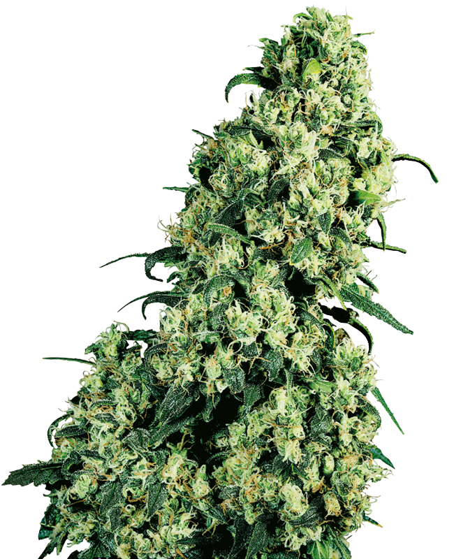 Skunk #1 Sensi Seeds