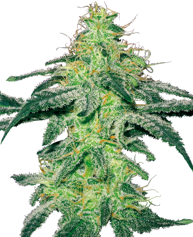 White Skunk Regular White Label