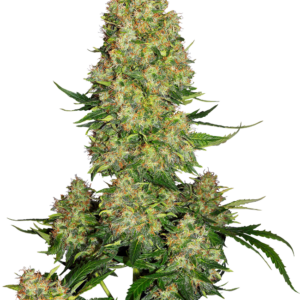 Skunk #1 Auto Sensi Seeds