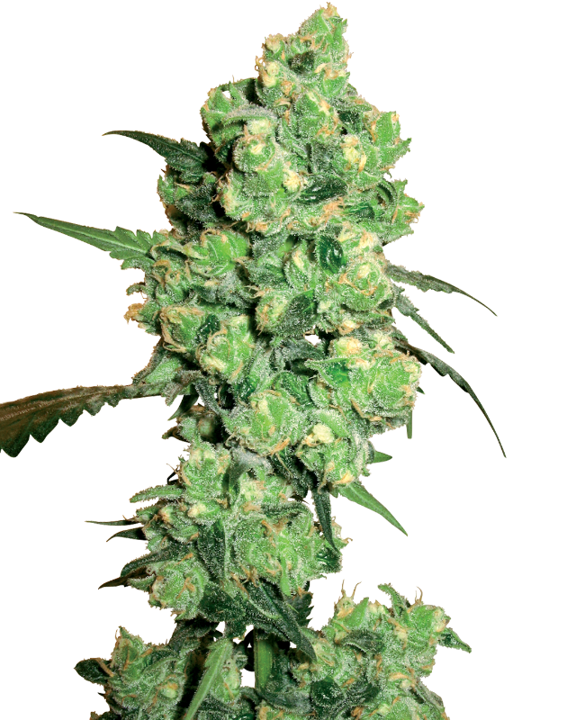 Super Skunk White Label