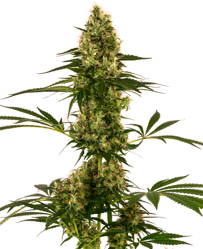 Blue Bullet Auto Sensi Seeds