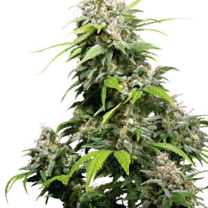 California Indica Sensi Seeds