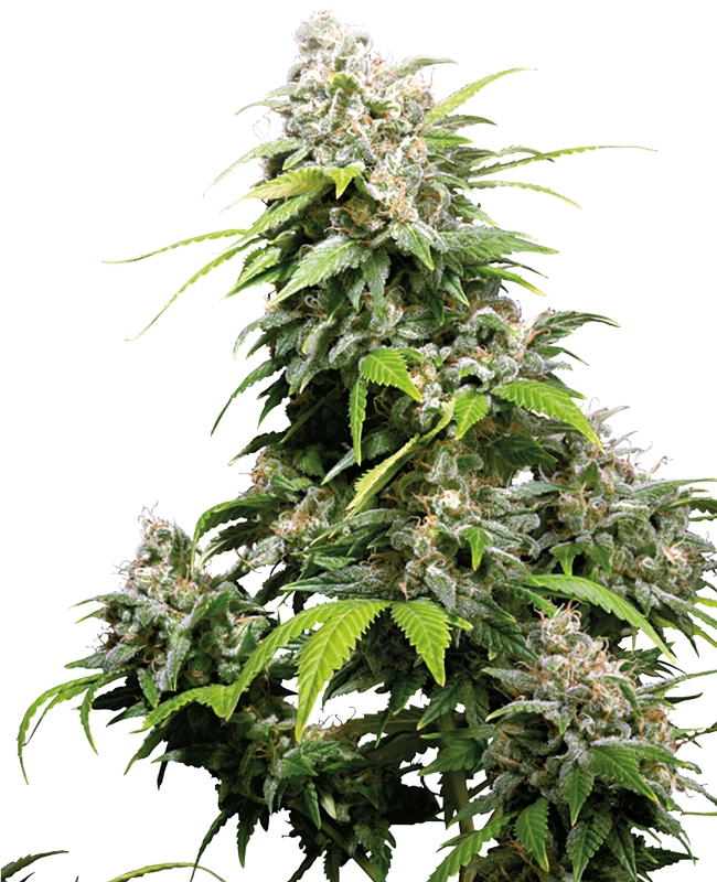 California Indica Sensi Seeds