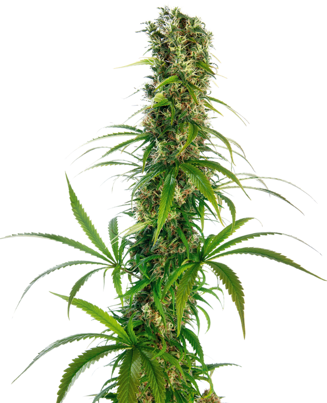 Michka Sensi Seeds
