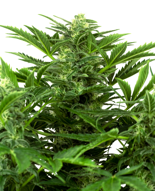 Mandarin Punch Auto Sensi Seeds Research