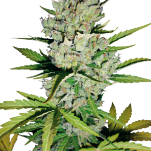 Super Skunk Auto White Label