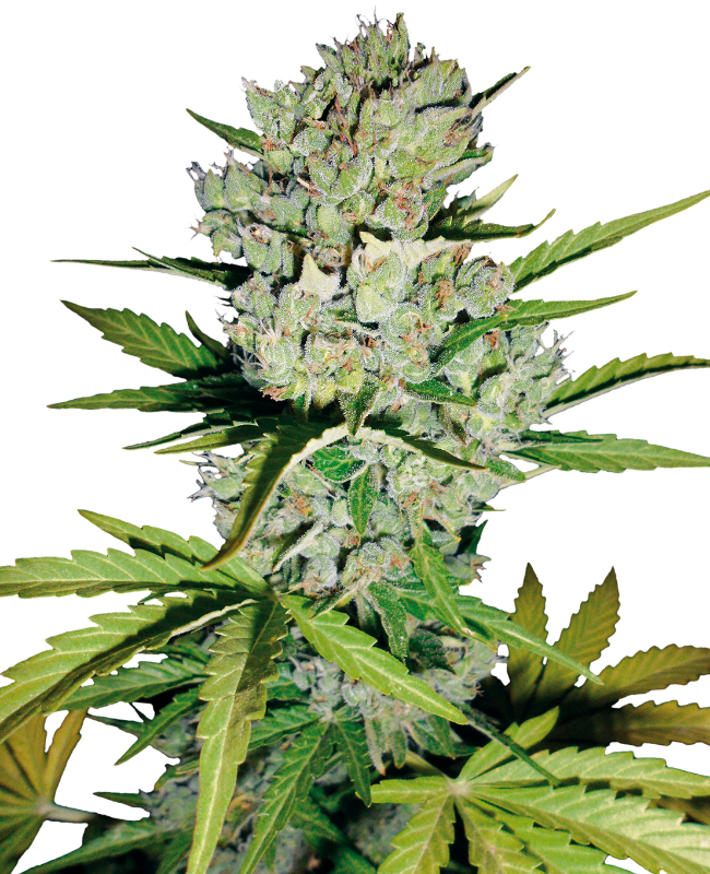 Super Skunk Auto White Label