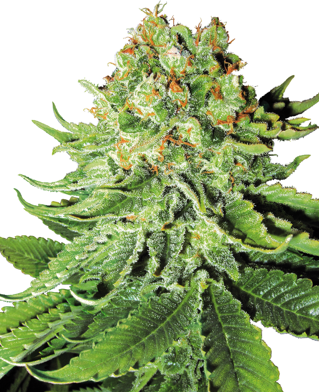 Northern Lights Auto White Label