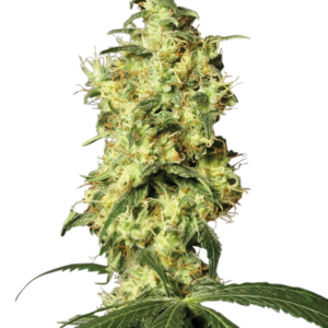 White Widow Auto White Label