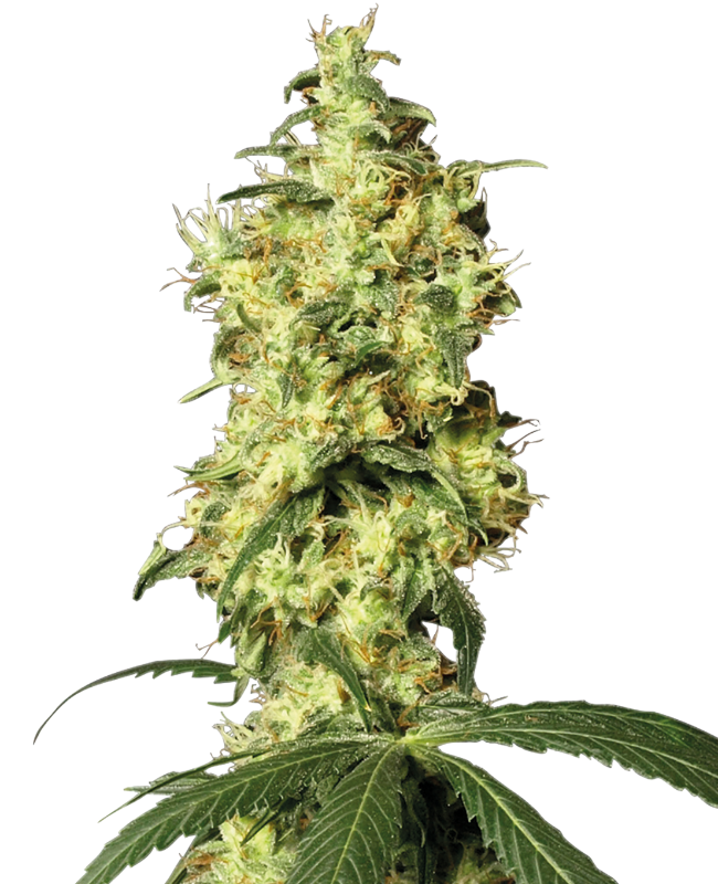 White Widow Auto White Label