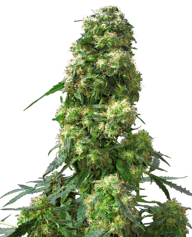 Early Skunk Sensi Seeds