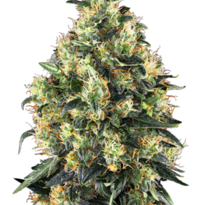Super Skunk Auto Sensi Seeds