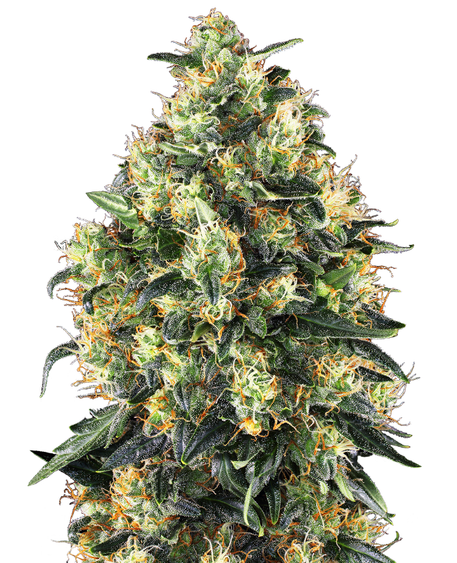 Super Skunk Auto Sensi Seeds