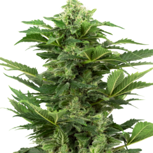 Afghan Pearl CBD Auto Sensi Seeds Research