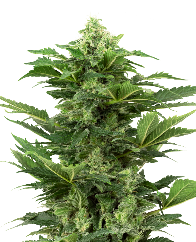 Afghan Pearl CBD Auto Sensi Seeds Research