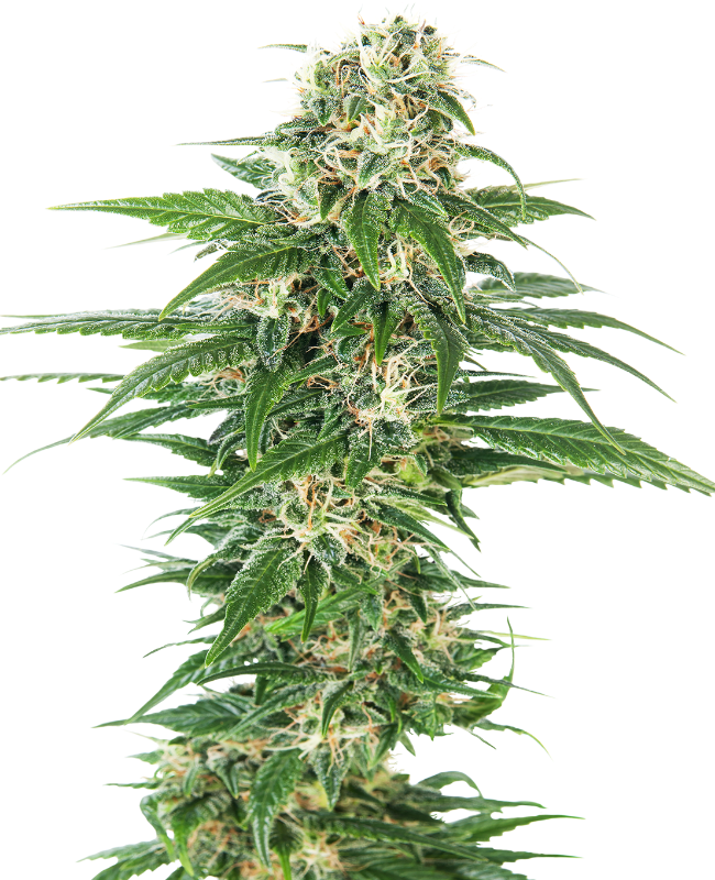Early Skunk Auto Sensi Seeds