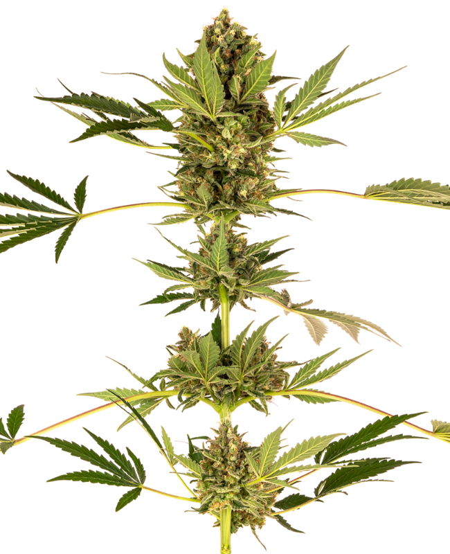 Himalayan CBD Sensi Seeds