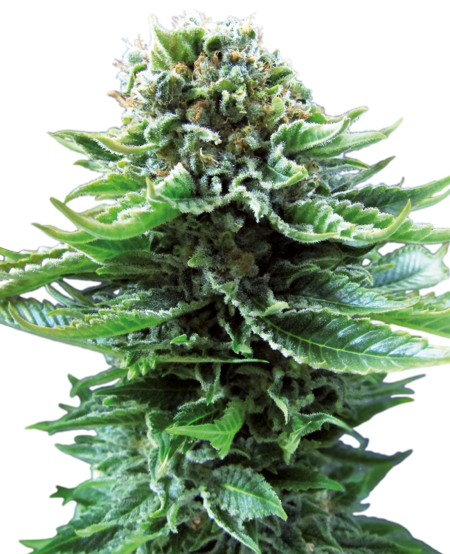 Northern Lights Auto Sensi Seeds