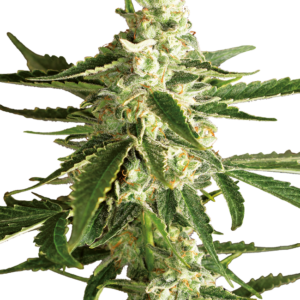 White Diesel Haze Auto White Label