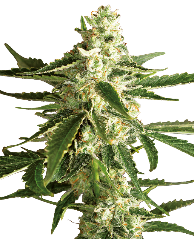 White Diesel Haze Auto White Label