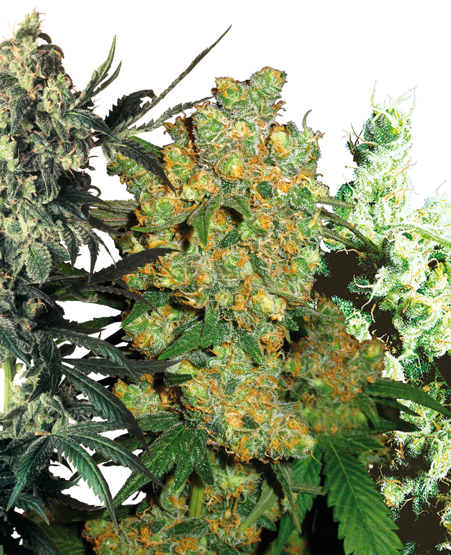 Feminized Mix Sensi Seeds