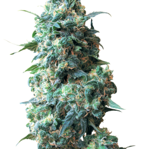 Afghan Kush Regular White Label