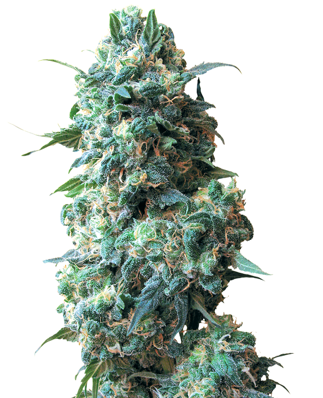 Afghan Kush Regular White Label