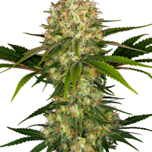 Afghani #1 Sensi Seeds