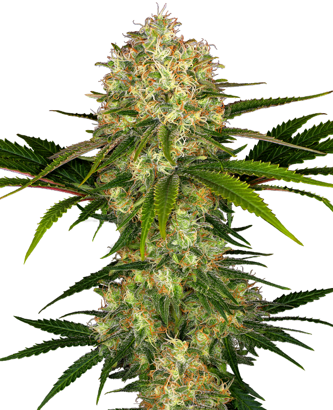 Afghani #1 Sensi Seeds