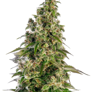 Afghani #1 Auto Sensi Seeds