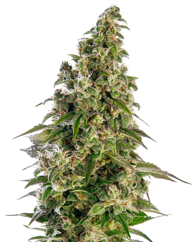Afghani #1 Auto Sensi Seeds