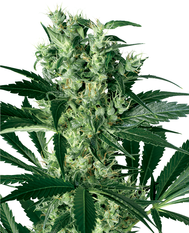 X Haze White Label