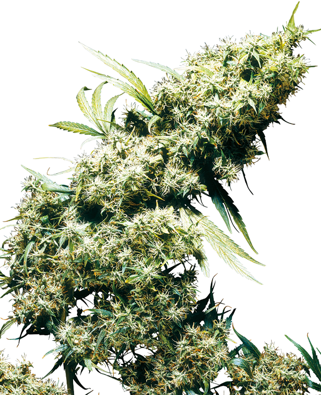 Jamaican Pearl Sensi Seeds