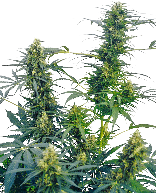 Guerrilla's Gusto Regular Sensi Seeds